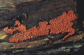 Attēlu rezultāti vaicājumam “Trichia decipiens”