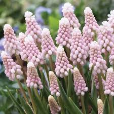 Attēlu rezultāti vaicājumam “Muscari botryoides”