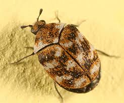 Attēlu rezultāti vaicājumam “Anthrenus verbasci”