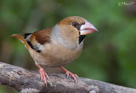Attēlu rezultāti vaicājumam “Coccothraustes coccothraustes”