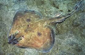 Image result for Leucoraja