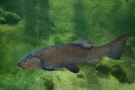 Image result for Tinca tinca