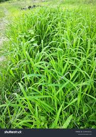 Attēlu rezultāti vaicājumam “Leersia oryzoides”