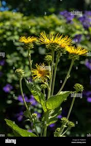 Attēlu rezultāti vaicājumam “Inula helenium flower”