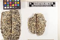 Attēlu rezultāti vaicājumam “Lecanora conizaeoides”