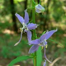 Image result for Campanula americana