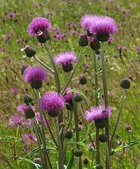 Attēlu rezultāti vaicājumam “Cirsium heterophyllum leaf”