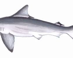 Image result for Carcharhinus isodon
