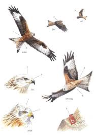 Image result for Milvus milvus