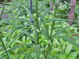 Attēlu rezultāti vaicājumam “Polygonatum verticillatum leaf”