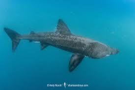 Image result for Cetorhinus maximus