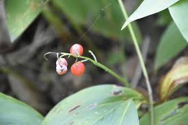 Attēlu rezultāti vaicājumam “Convallaria majalis fruit”