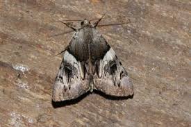 Attēlu rezultāti vaicājumam “Catocala fulminea”