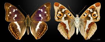 Attēlu rezultāti vaicājumam “Apatura iris”