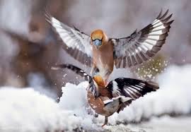 Attēlu rezultāti vaicājumam “Coccothraustes coccothraustes adult”