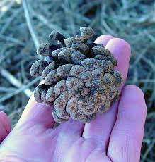 Attēlu rezultāti vaicājumam “Pinus nigra fruit”