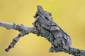 Attēlu rezultāti vaicājumam “Cucullia fraudatrix”