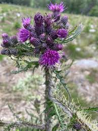 Attēlu rezultāti vaicājumam “Cirsium palustre fruit”