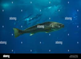 Image result for Argyrosomus regius