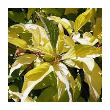 Attēlu rezultāti vaicājumam “Cornus alba”