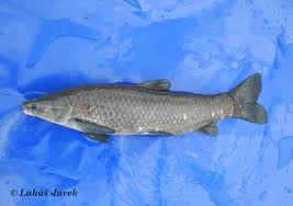 Image result for Mylopharyngodon piceus