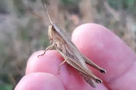 Attēlu rezultāti vaicājumam “Chrysochraon dispar”