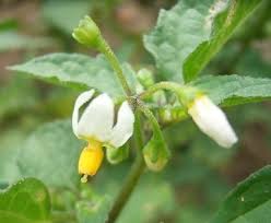 Attēlu rezultāti vaicājumam “Solanum nigrum flower”