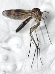 Attēlu rezultāti vaicājumam “Mycetophilidae”