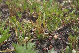 Attēlu rezultāti vaicājumam “Myosurus minimus”