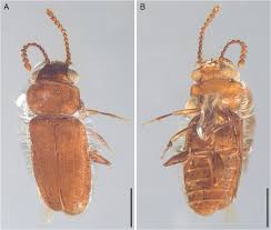 Attēlu rezultāti vaicājumam “Erotylidae”