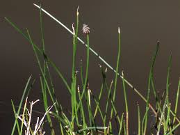 Attēlu rezultāti vaicājumam “Eleocharis palustris”