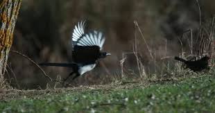 Attēlu rezultāti vaicājumam “Pica pica adult”