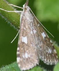 Attēlu rezultāti vaicājumam “Udea olivalis”