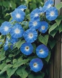 Image result for Ipomoea Heavenly Blue