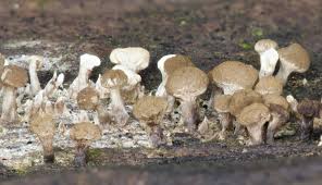 Attēlu rezultāti vaicājumam “Phleogena faginea”