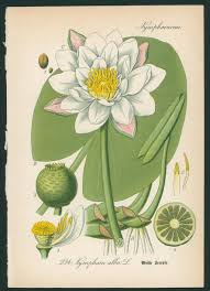 Attēlu rezultāti vaicājumam “Nymphaea alba flower”