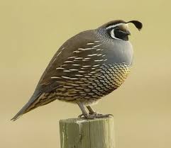 Attēlu rezultāti vaicājumam “Galliformes”