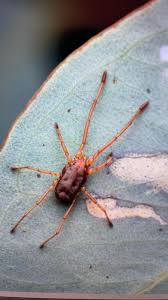 Attēlu rezultāti vaicājumam “Collaria rubens spores”