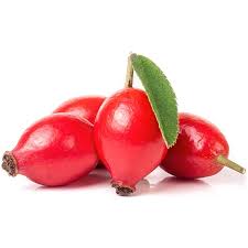 Image result for Rosa canina