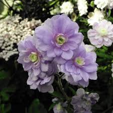 Image result for Geranium `Summer Skies`