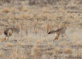 Image result for Hartlepool Coyotes