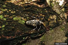 Attēlu rezultāti vaicājumam “Erannis defoliaria imago”