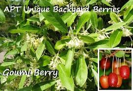 Attēlu rezultāti vaicājumam “Luzula multiflora fruit”