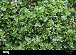 Attēlu rezultāti vaicājumam “Acrocarpous mosses”