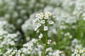 Image result for Alyssum diffusum