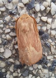 Attēlu rezultāti vaicājumam “Lasiocampa trifolii male”