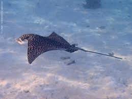 Image result for Aetobatus ocellatus