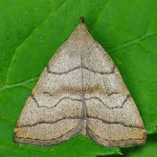 Attēlu rezultāti vaicājumam “Herminia tarsicrinalis”