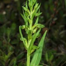 Attēlu rezultāti vaicājumam “Coeloglossum viride flower”