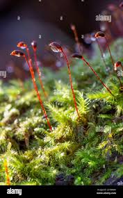 Attēlu rezultāti vaicājumam “Brachythecium salebrosum sporophyte”